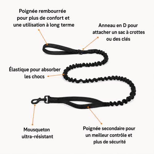 Laisse